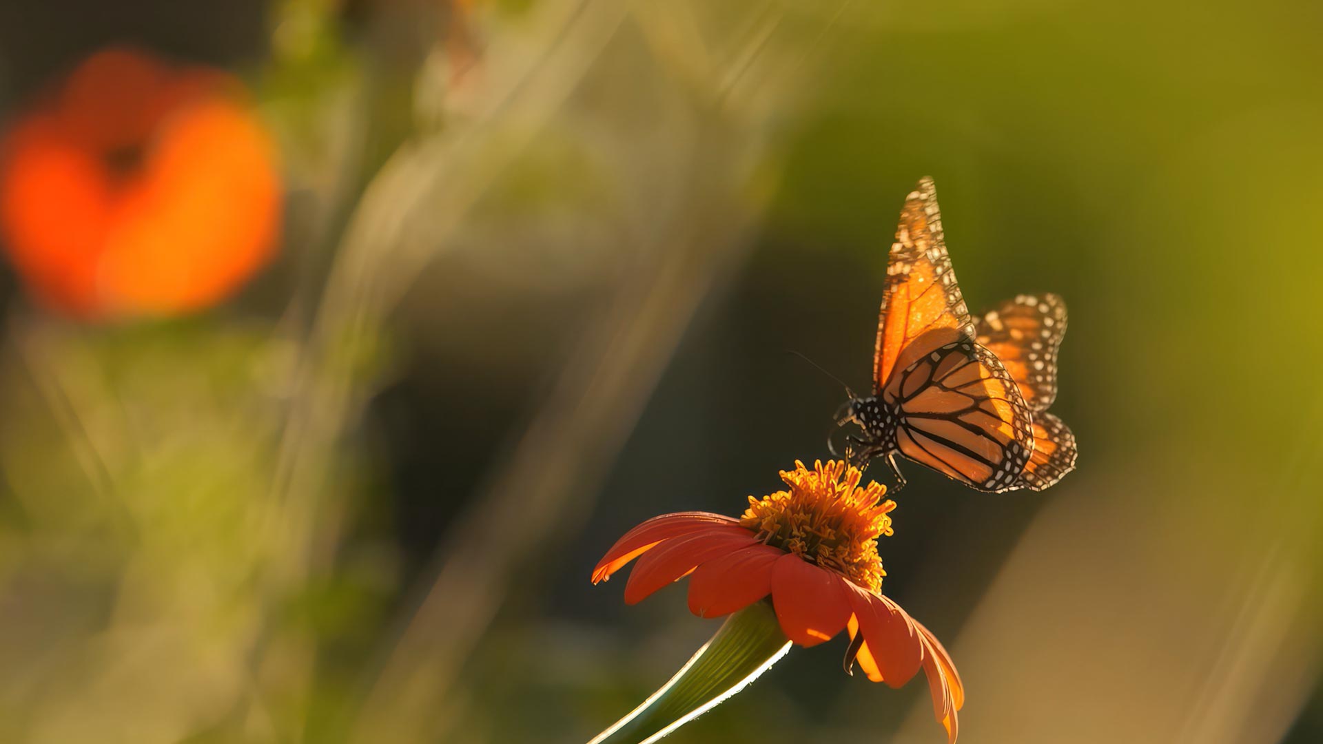 Tata Consultancy Services human AI interaction