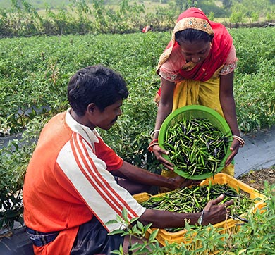 Cultivating Prosperity