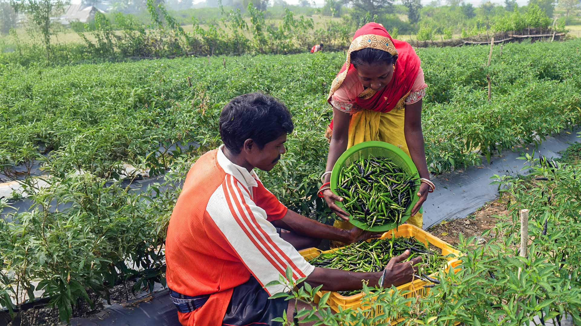 Tata Trusts Lakhpati Kisan