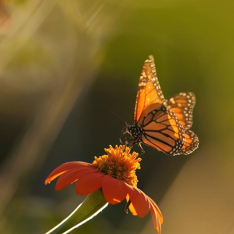 Tata Consultancy Services